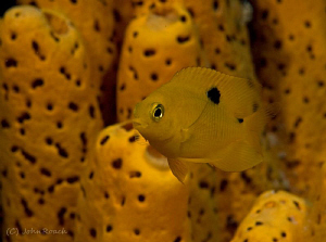 Threespot Damselfish ( Juvenile ) by John Roach 